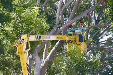 园林部门正在修建树枝
